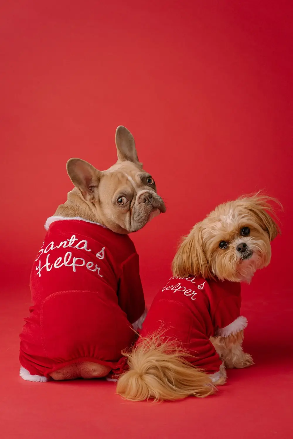 Two small dogs in matching red Christmas outfits on a red background