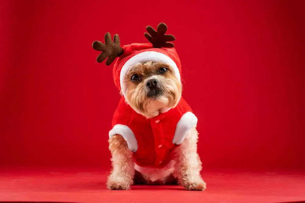 A small dog in a red Santa outfit with reindeer antlers
