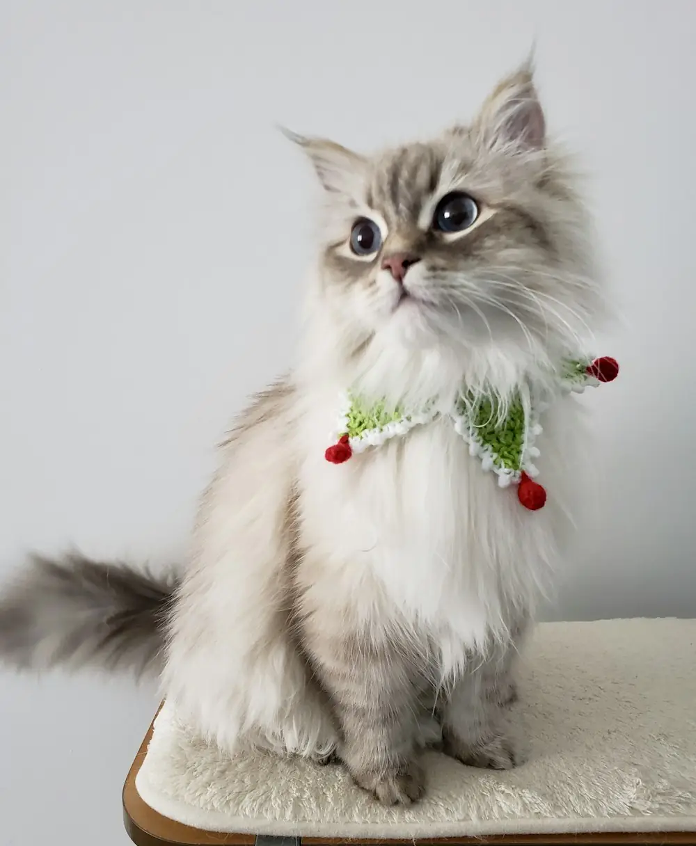 A fluffy cat wearing a festive red and green collar